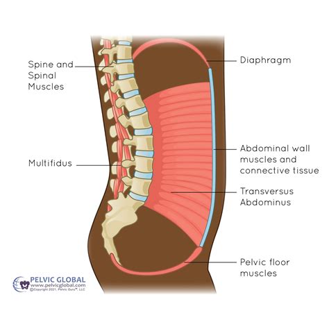 Diaphragm, Pelvic Floor, Breathing, Inhale, Exhale
