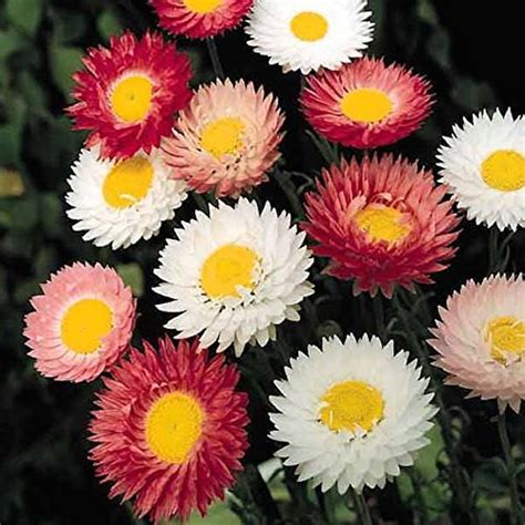OhhSome Flower Seeds : Licorice Plant Flower Garden Seeds Of Flowers ...