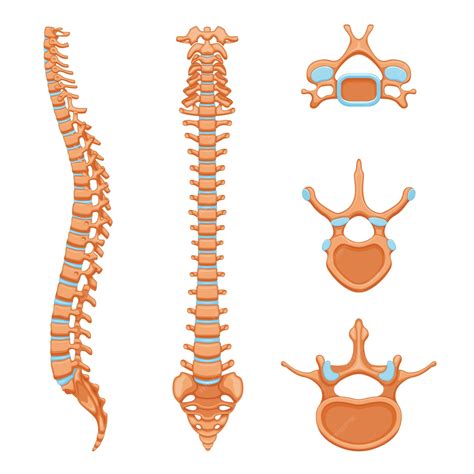 Blank Vertebrae Diagram