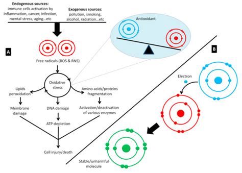 Antiviral and Immunomodulatory Effects of Phytochemicals from Honey ...