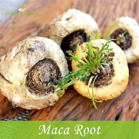 Image result for Maca Root Top View