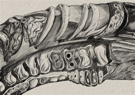 Alien Xenomorph Anatomy 的图像结果