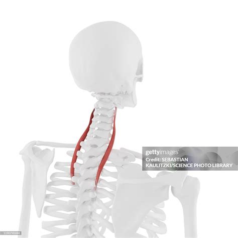 Longissimus Cervicis Muscle Illustration High-Res Vector Graphic ...