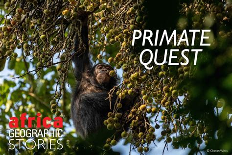 Image result for Monkey Falling Off Tree