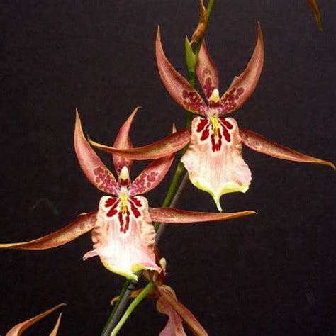 New Arrivals! – Orchid-Tree