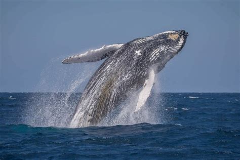 Image result for MySQL Sum Code