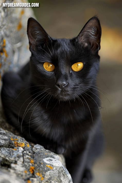 What Your Dreams of Black Cats Mean for You! | Black cat meaning, Cats ...