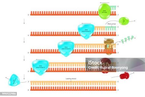DNA Replication Strand 的图像结果