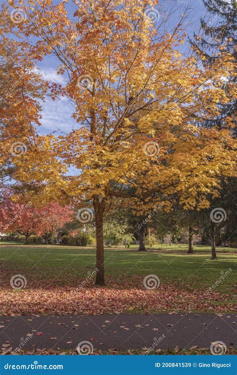 Golden Autumn in a Public Park Gresham Oregon Stock Image - Image of ...