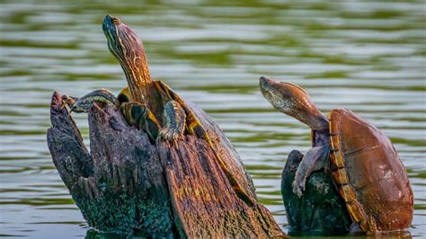 Photo Contest Photographer – Wildlife in Focus (WiF)