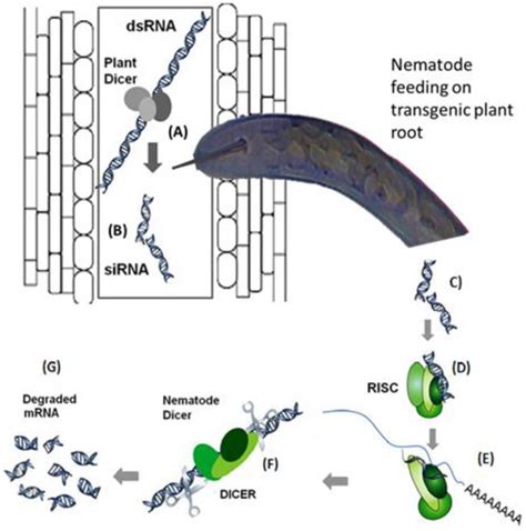 Resistance to Cereal Cyst Nematodes in Wheat and Barley: An Emphasis on ...