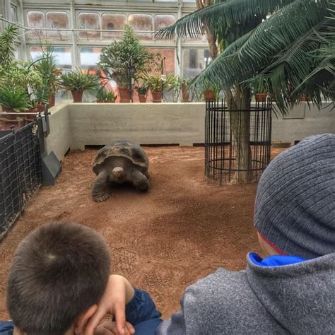 Image result for Toledo Zoo Python