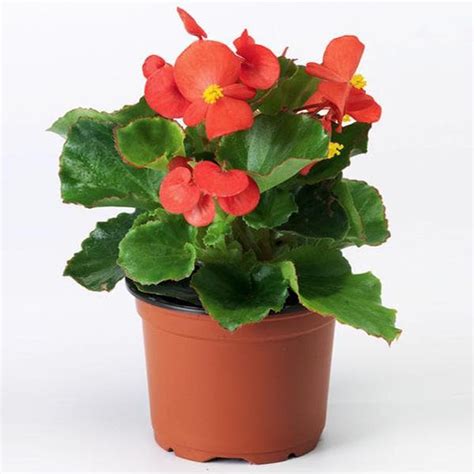 Buy Begonia Plants online from Nurserylive at lowest price.