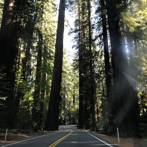 Richardson Grove State Park (Garberville) - Lohnt es sich? (Mit fotos)