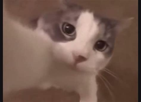 Image result for Cat HTML Code