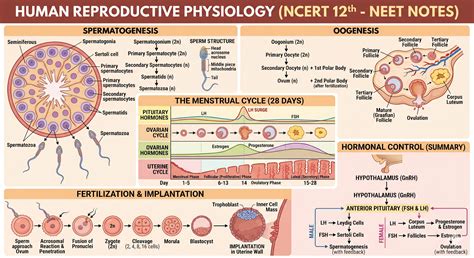 Human Reproduction (Reproductive Physiology)