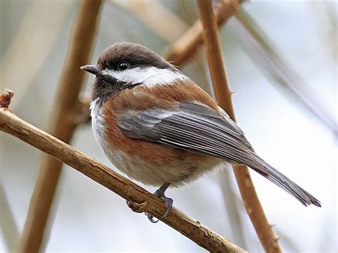 Chestnut-backed Chickadee - eBird