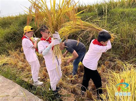 稻田里收割稻谷的农民高清图片下载-正版图片501689376-摄图网