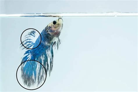 Understanding the Journey of Betta Fish: Healing Fin Loss and Preventing Rot