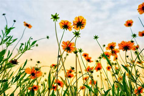 13 Flower Photography Tips for More Creative Photos