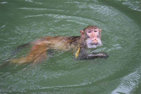 龍虎山的猴子為什麼要學會游泳 - 每日頭條