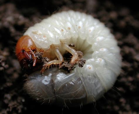 Japanese Beetle Larvae Identification