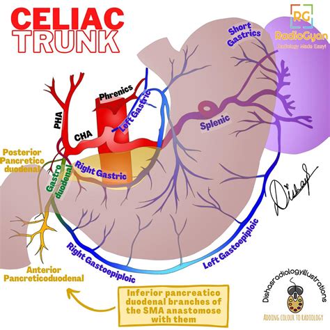 Celiac Trunk Branches