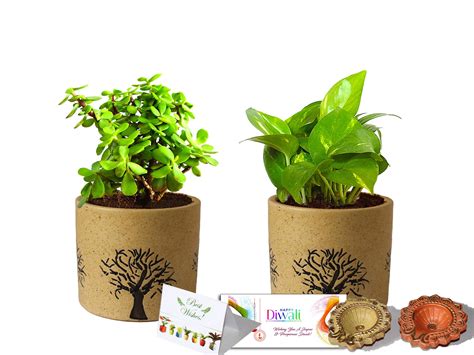Rolling Nature Diwali Gift Combo of Good Luck Air Purifying Live Money ...
