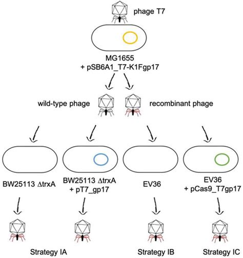 Analysing Parallel Strategies to Alter the Host Specificity of ...
