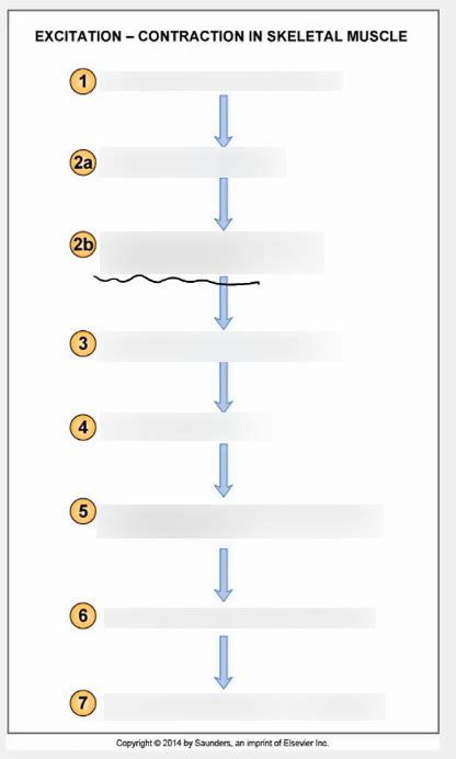 Image result for Exploding Muscle