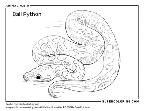 Image result for PowerPoint On Ball Python's