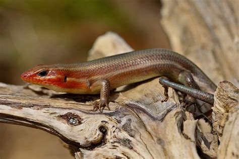 Redhead Skink Lizard