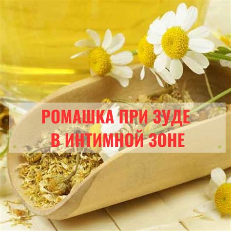 Ромашка при зуде в интимной зоне: помогает ли подмывание
