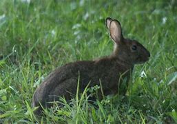 Image result for Dark Brown Bunny Animal