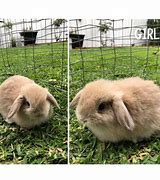 Image result for Fawn Holland Lop