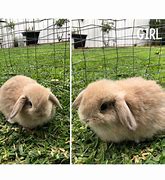 Image result for Holland Lop Eared Bunny