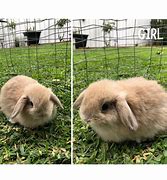 Image result for Holland Lop Cute