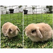 Image result for Holland Lop Rex Mix