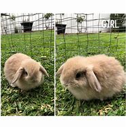 Image result for Holland Lop Bunny Teeth