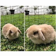Image result for Long Hair Holland Lop