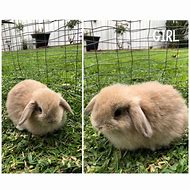 Image result for Blue Otter Holland Lop