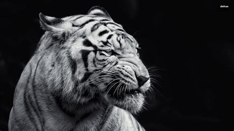 🔥 [40+] Black and White Tiger Wallpapers | WallpaperSafari