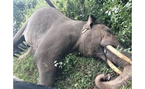 Wild elephant found dead near Ballupet, Electrocution suspected
