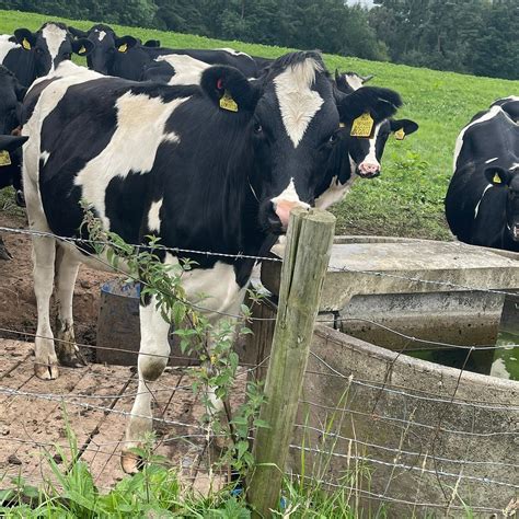 COURTYARD COTTAGES - COMBERMERE ABBEY ESTATE (Whitchurch) - Specialty ...