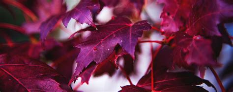 Download wallpaper 2560x1024 maple, leaves, branch, red, macro ...