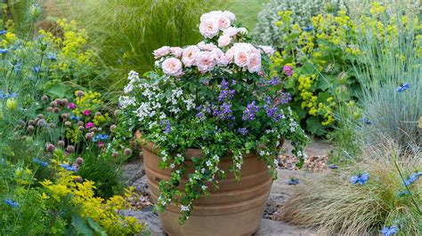 Flower Pots With Roses