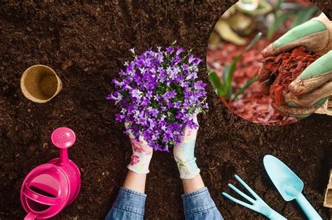 Image result for How to Color Mulch