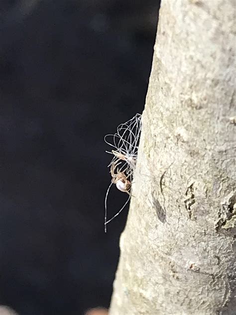 Image result for Small Pinhead