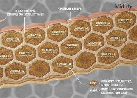 Skin Barrier 101: Why It Matters & How to Repair It - Miduty