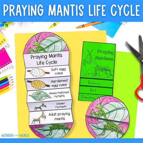 Life Cycle of a Praying Mantis Insect Foldable Sequencing Activity Cut ...